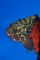 Dusky Grouper